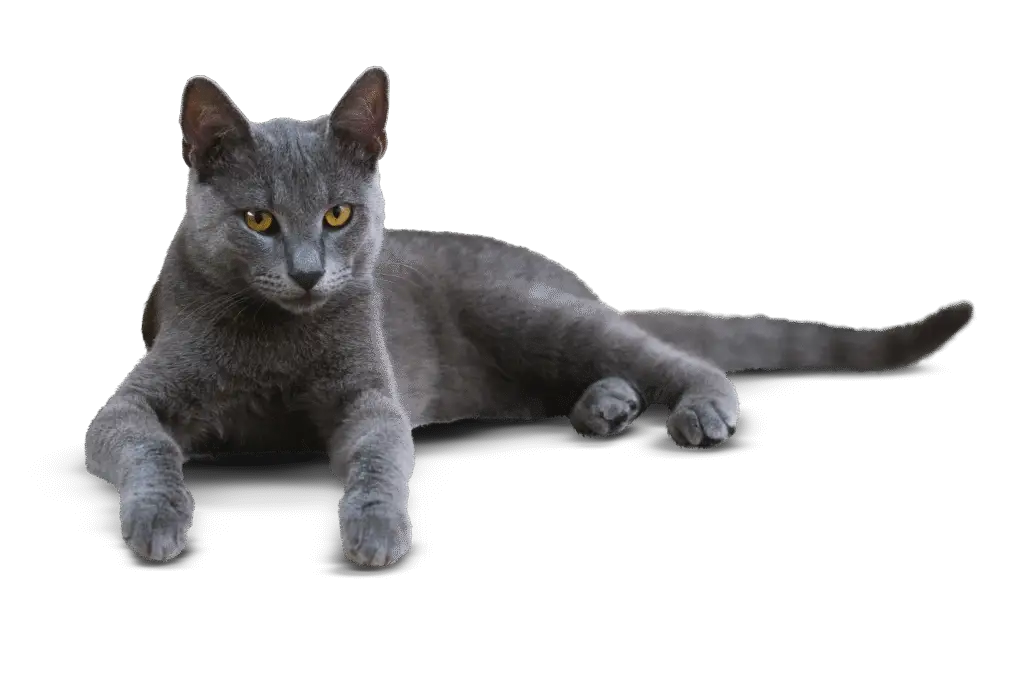Gray cat lying calmly with front paws extended against a dark background